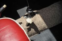 1957 Volkswagen Beetle for sale