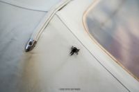 1963 Chevrolet Corvette Convertible Restomod LS1 for sale